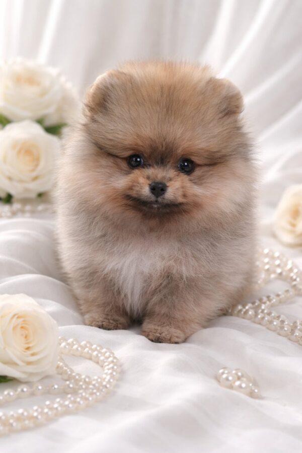 Enigma Pomeranian Enigma Pomeranian