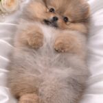 Enigma-female-Pomeranian-puppy-for-sale-4