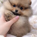 Enigma-female-Pomeranian-puppy-for-sale-5