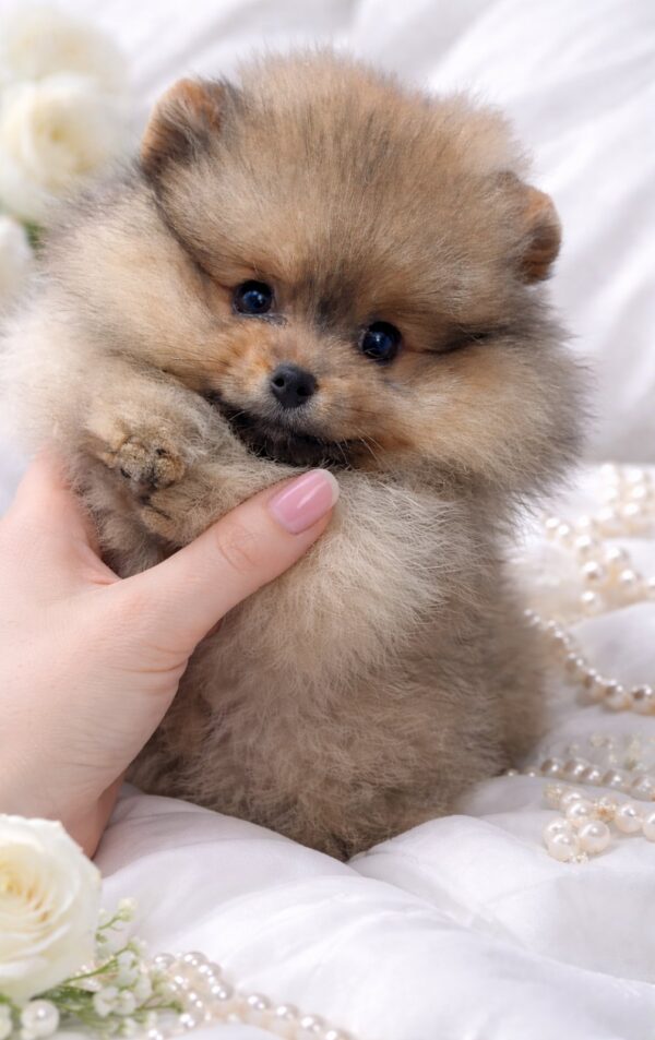 Enigma Pomeranian Enigma Pomeranian