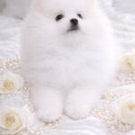 Evangelina-female-Pomeranian-puppy-for-sale-1