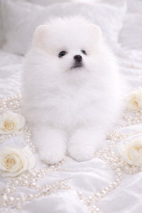 Evangelina Pomeranian Evangelina Pomeranian