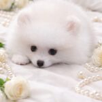 Evangelina-female-Pomeranian-puppy-for-sale-2