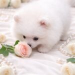 Evangelina-female-Pomeranian-puppy-for-sale-4