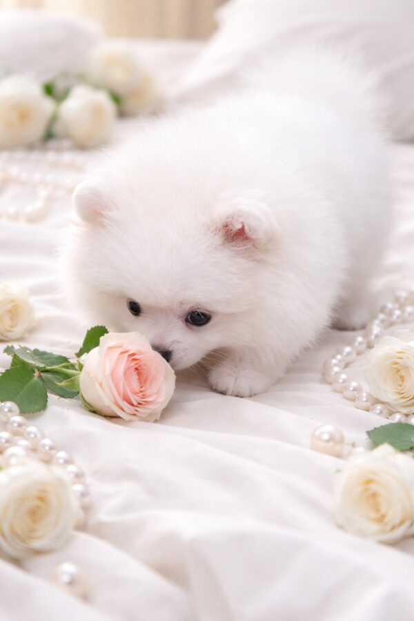 Evangelina Pomeranian Evangelina Pomeranian