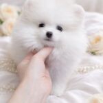 Evangelina-female-Pomeranian-puppy-for-sale-5