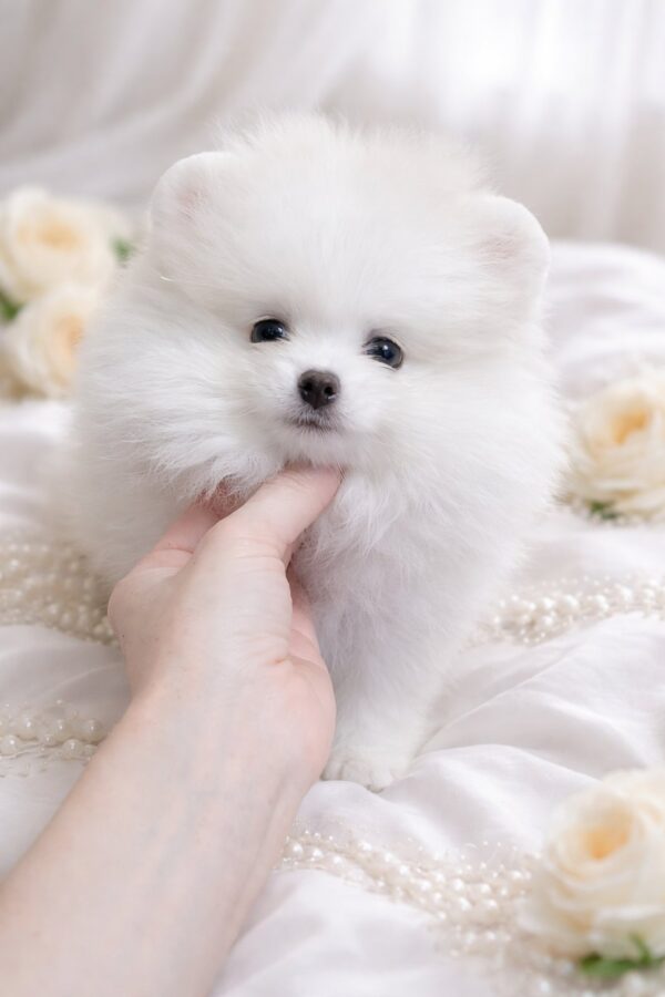 Evangelina Pomeranian Evangelina Pomeranian