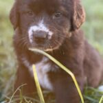 Faith-female-centraé-asian-shepherd-puppy-for-sale-