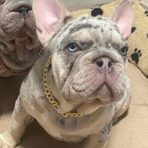 Farrus Big Rope French Bulldog Farrus Big Rope French Bulldog