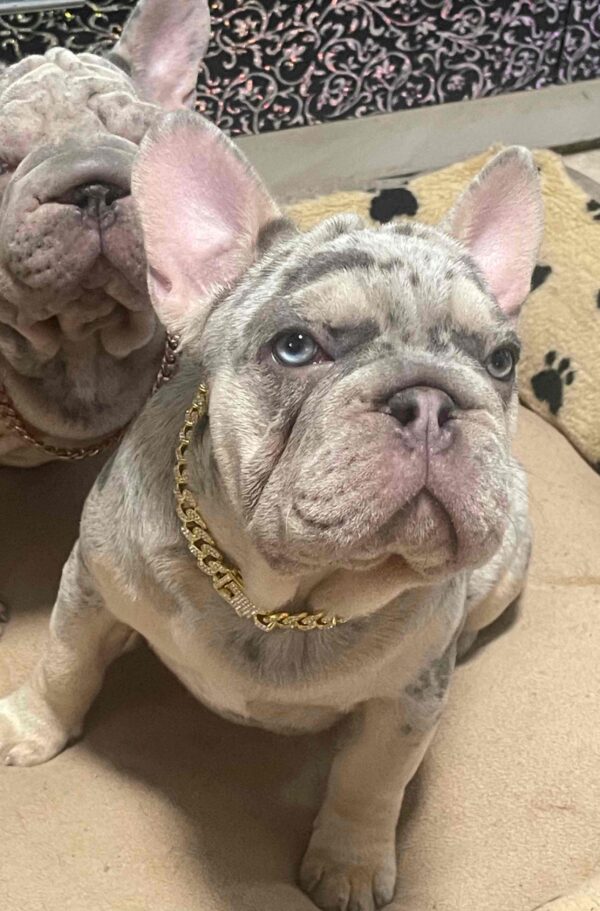 Farrus Big Rope French Bulldog Farrus Big Rope French Bulldog