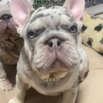 Farrus-male-French-bulldog-puppy-for-sale-2
