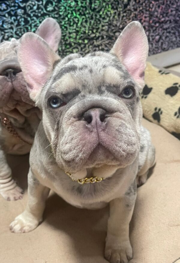 Farrus Big Rope French Bulldog Farrus Big Rope French Bulldog