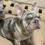 Farrus-male-French-bulldog-puppy-for-sale-3