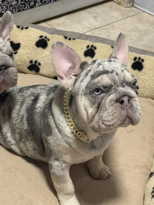 Farrus Big Rope French Bulldog Farrus Big Rope French Bulldog