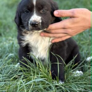 Faye Central Asian Shepherd Dog Faye Central Asian Shepherd Dog
