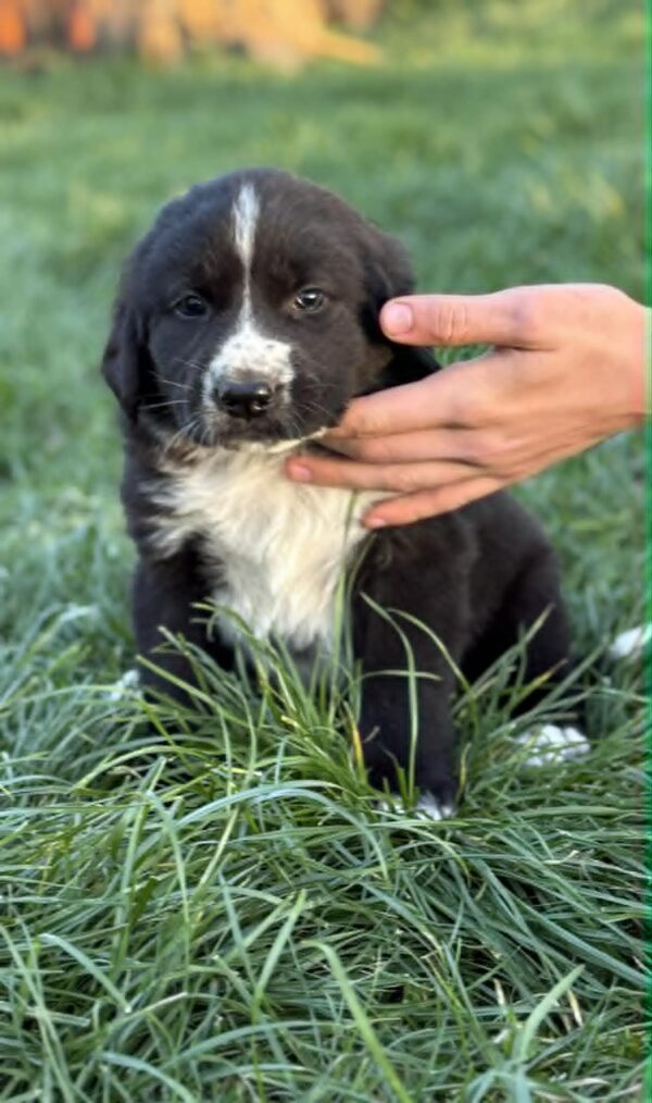 Faye Central Asian Shepherd Dog Faye Central Asian Shepherd Dog