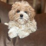 Felika-female-maltipoo-puppy-for-sale-1 (1)