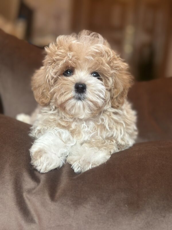 Felika Maltipoo Felika Maltipoo