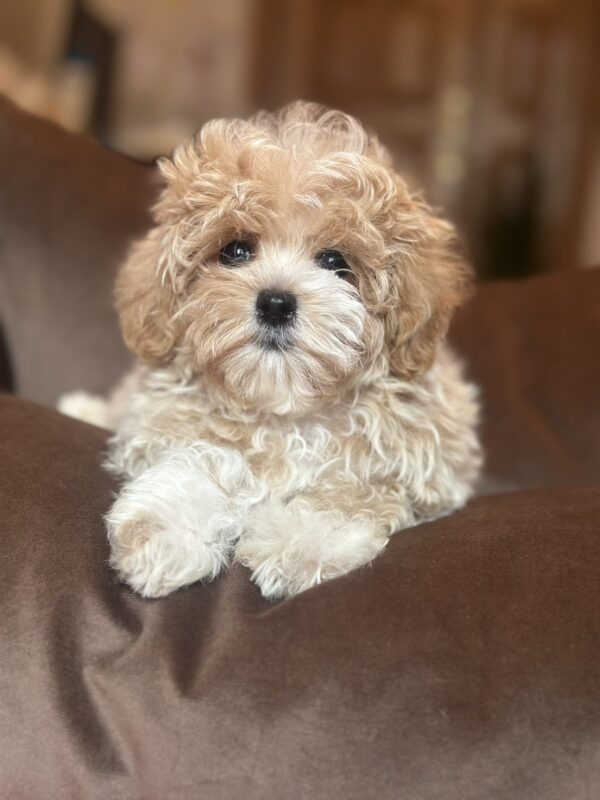 Felika Maltipoo Felika Maltipoo