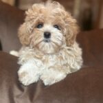 Felika-female-maltipoo-puppy-for-sale-1 (3)