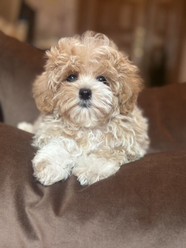 Felika Maltipoo Felika Maltipoo