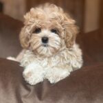 Felika-female-maltipoo-puppy-for-sale-1 (4)