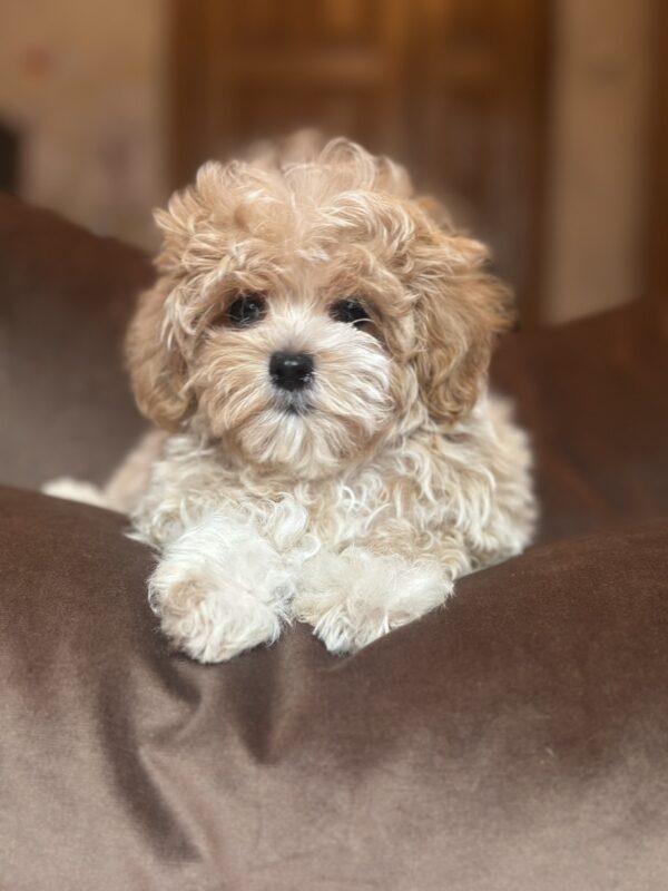 Felika Maltipoo Felika Maltipoo