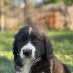 Ferox-male-central-asian-shepherd-dog-puppy-for-sale-