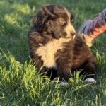 Ferox-male-central-asian-shepherd-puppy-for-sale-