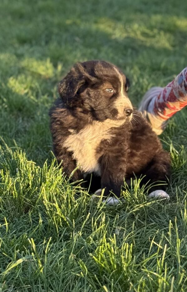 Ferox Central Asian Shepherd Dog Ferox Central Asian Shepherd Dog
