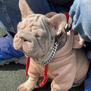 Ferro Big Rope French Bulldog Ferro Big Rope French Bulldog
