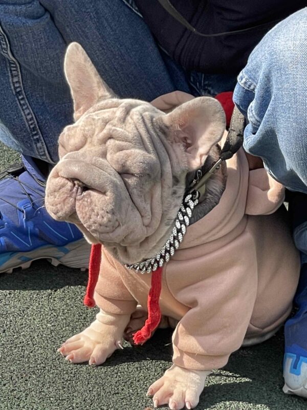 Ferro Big Rope French Bulldog Ferro Big Rope French Bulldog