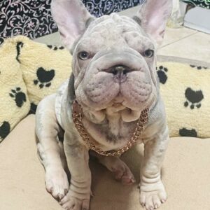Ferro Big Rope French Bulldog Ferro Big Rope French Bulldog