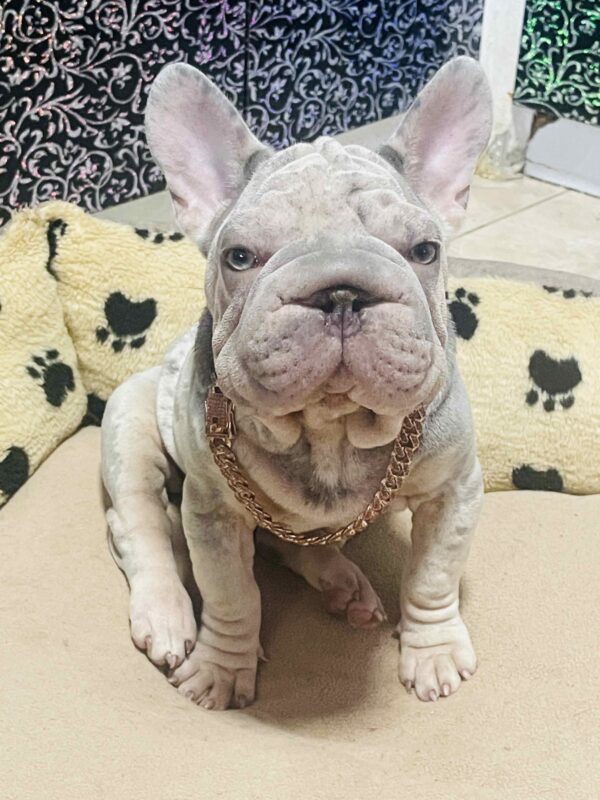 Ferro Big Rope French Bulldog Ferro Big Rope French Bulldog