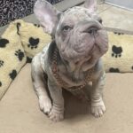 Ferro-male-French-bulldog-puppy-for-sale-3