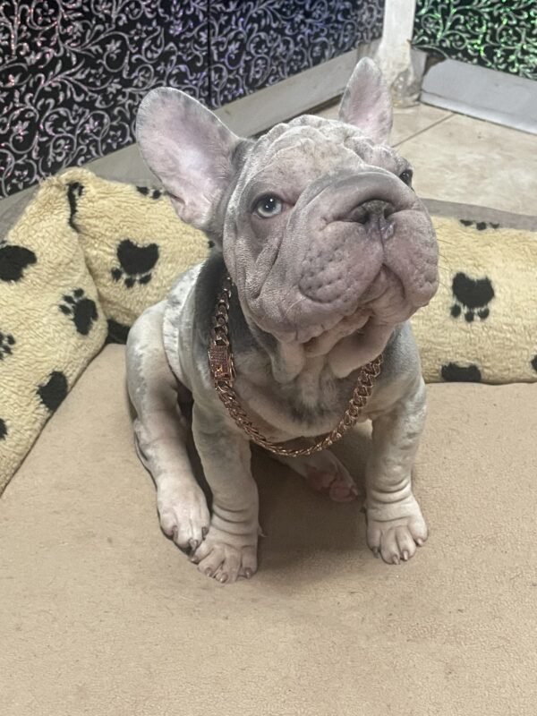 Ferro Big Rope French Bulldog Ferro Big Rope French Bulldog