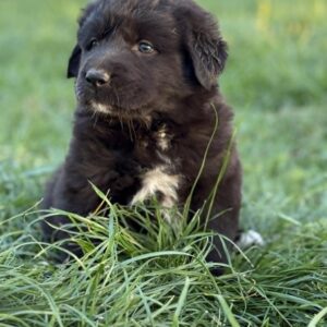 Fibi Central Asian Shepherd Dog Fibi Central Asian Shepherd Dog