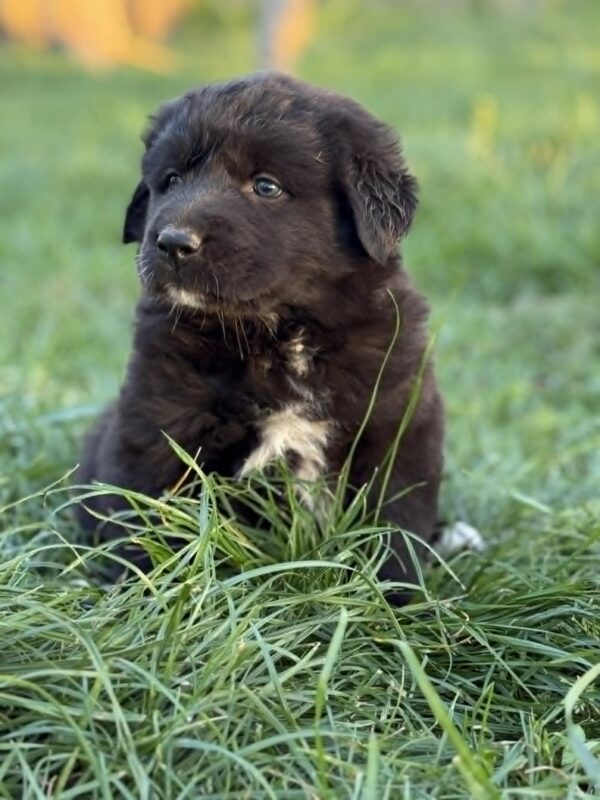 Fibi Central Asian Shepherd Dog Fibi Central Asian Shepherd Dog