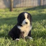 Fido-male-central-asian-shepherd-puppy-for-sale-1