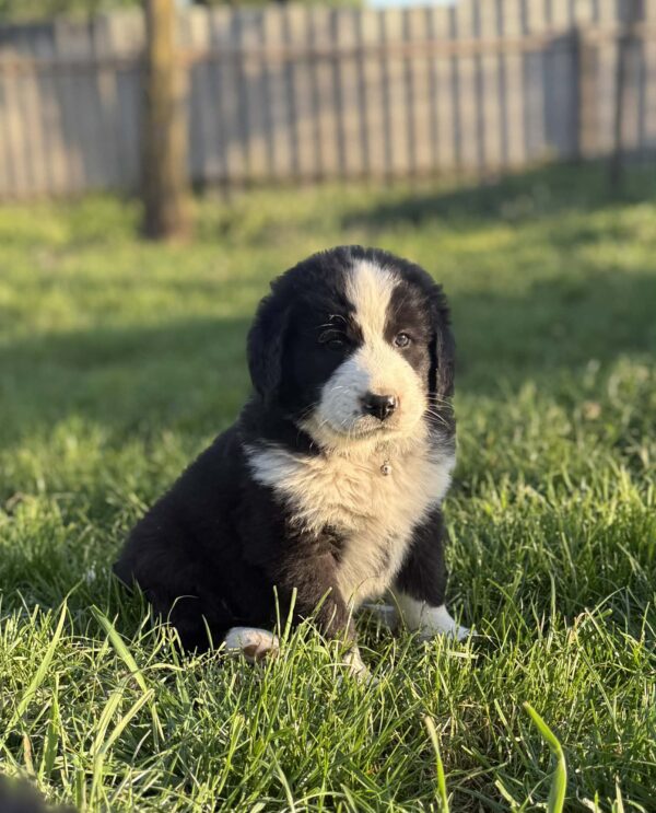 Fido Central Asian Shepherd Dog Fido Central Asian Shepherd Dog