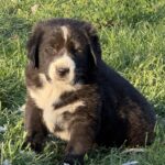 Flash-male-central-asian-shepherd-puppy-for-sale-1