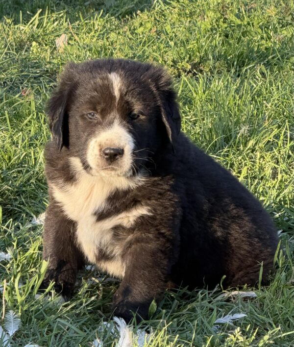 Flash Central Asian Shepherd Dog Flash Central Asian Shepherd Dog