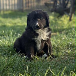 Flocki Central Asian Shepherd Dog Flocki Central Asian Shepherd Dog