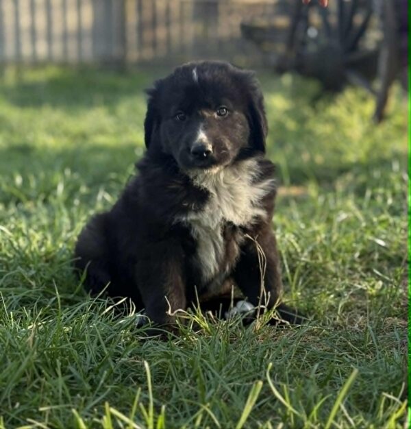 Flocki Central Asian Shepherd Dog Flocki Central Asian Shepherd Dog