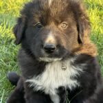 Flocki-male-central-asian-shepherd-puppy-for-sale-1