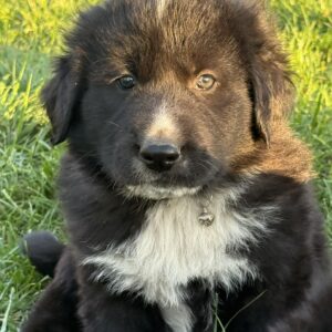 Flocki Central Asian Shepherd Dog Flocki Central Asian Shepherd Dog