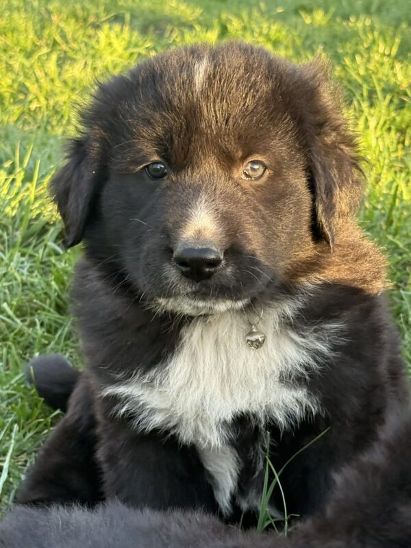 Flocki Central Asian Shepherd Dog Flocki Central Asian Shepherd Dog