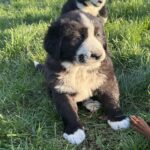 Floyd-male-central-asian-shepherd-puppy-for-sale-