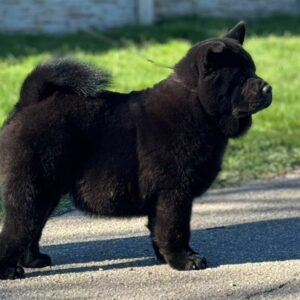 Francesca Chow-Chow Francesca Chow-Chow