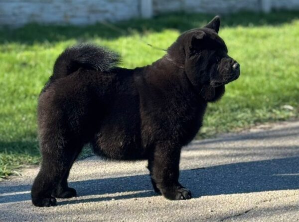 Francesca Chow-Chow Francesca Chow-Chow